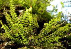 Asplenium trichomanes