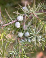 Juniperus communis ssp. communis