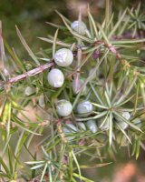 Juniperus communis ssp. communis