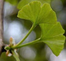 Ginkgo biloba (miłorząb dwuklapowy)