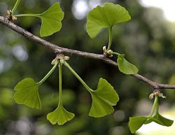 Ginkgo biloba (miłorząb dwuklapowy)