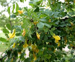 Caragana arborescens