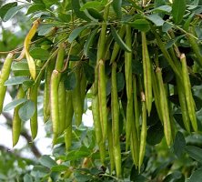 Caragana arborescens (karagana syberyjska)