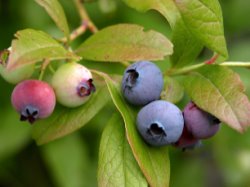 Vaccinium corymbosum t ogród