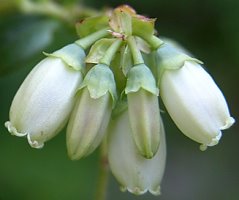 Vaccinium corymbosum