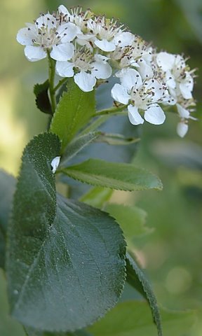 Aronia melanocarpa