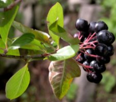 Aronia melanocarpa