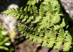 Woodsia ilvensis (rozrzutka brunatna)