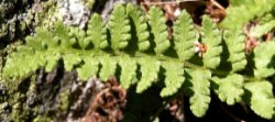 Woodsia ilvensis (rozrzutka brunatna)