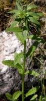 Erysimum pieninicum