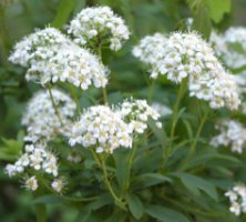 Spiraea media (tawuła średnia)