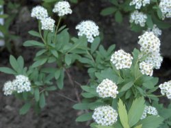 Spiraea media (tawuła średnia)