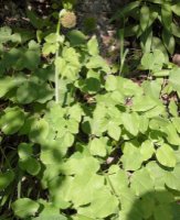 Laserpitium latifolium