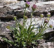 Aster alpinus