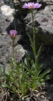 Aster alpinus