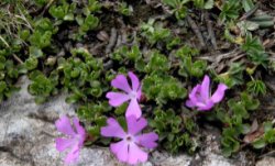 Primula minima