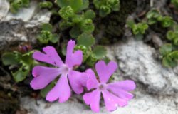 Primula minima