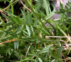 Oxytropis campestris