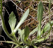 Biscutella laevigata (pleszczotka górska)