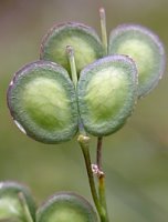 Biscutella laevigata