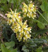 Pedicularis oederi