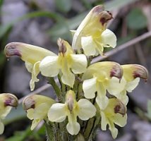 Pedicularis oederi