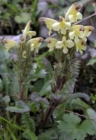 Pedicularis oederi