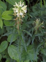 Pedicularis hacquetii