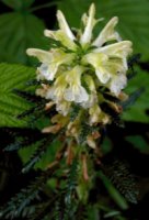 Pedicularis hacquetii