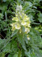 Pedicularis hacquetii