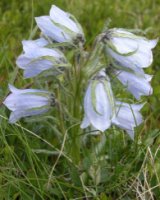 Campanula alpina