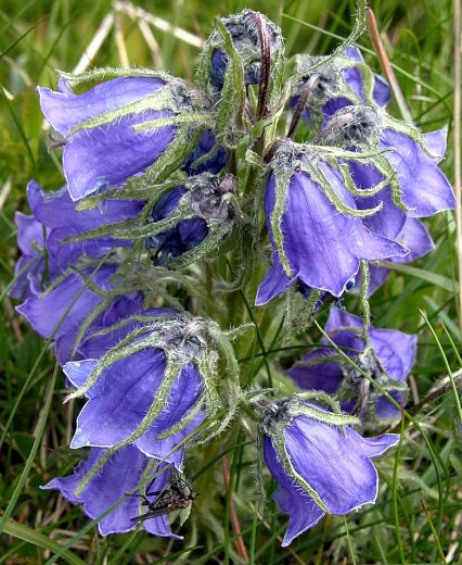 Campanula alpina