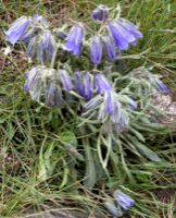 Campanula alpina