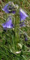 Campanula alpina