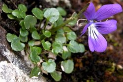 Viola alpina