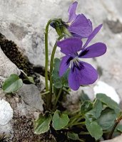 Viola alpina