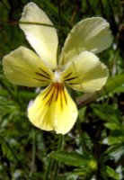 Viola lutea ssp. sudetica