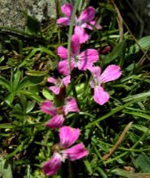 Dianthus glacialis