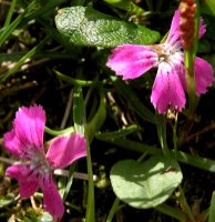 Dianthus glacialis