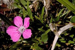 Dianthus glacialis