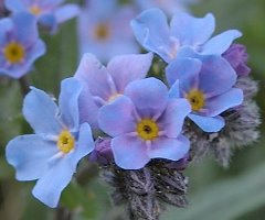 Myosotis alpestris