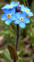 Myosotis alpestris