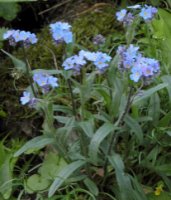 Myosotis alpestris