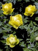 Trollius altissimus