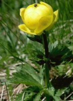 Trollius altissimus