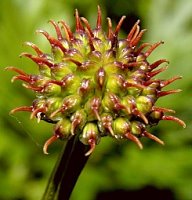 Trollius altissimus