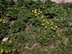 Trollius altissimus