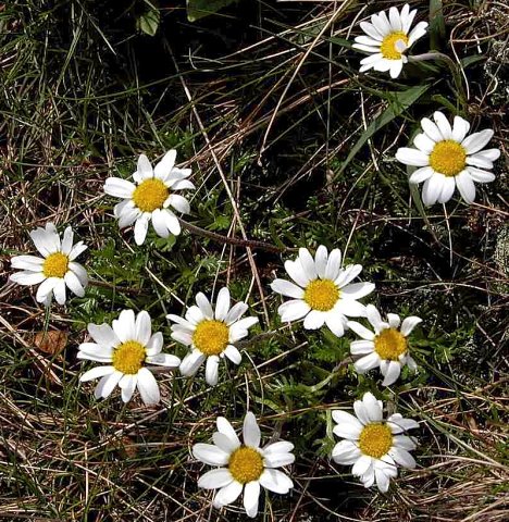 Tanacetum alpinum