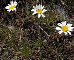 Tanacetum alpinum