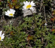 Tanacetum alpinum